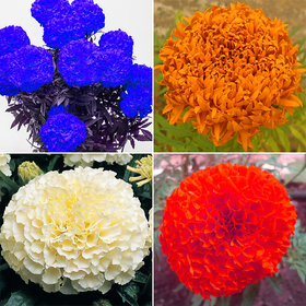 Mix Colour Imported Marigold Flower Seeds