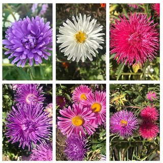                       Aster Flower Mixed Colour High Quality Seeds - Pack of 100 Exotic Seeds                                              