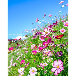                       Cosmos Mixed Premium Quality Seeds 50 Seeds Per Pack                                              