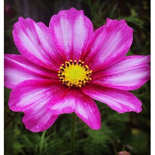                       Pink Cosmos Flower Seeds                                              