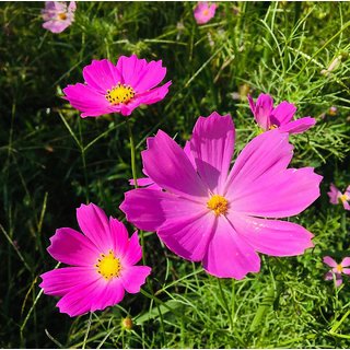                       Cosmos Flower Exotic Seeds Pack Of 1                                              