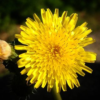                       Yellow Dahlia Best Quality Exotic 50 Seeds - Instruction Manual Inside                                              