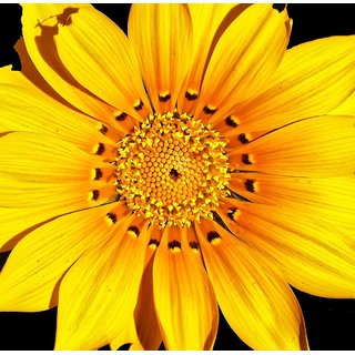                       Rare African Daisy Flower - 20 Seeds                                              