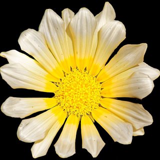                      Daisy Macro Best Flower Seeds -15 Seeds                                              