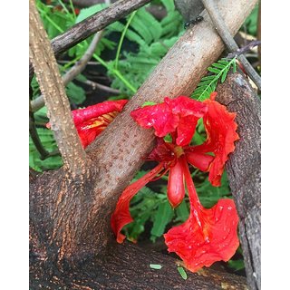                       Red Gulmohar Exotic Flower Seeds                                              