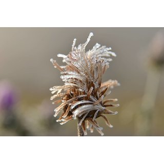                      Ice Flower Seeds Pack Of 150 Seeds                                              