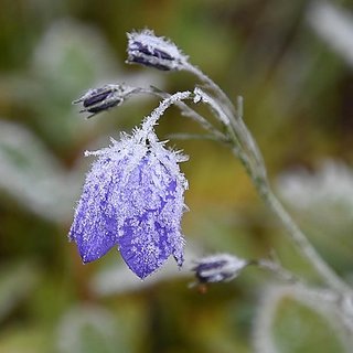                       Ice Flower Purple Colour Of Seeds                                              