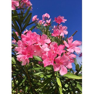                       Pink Kaner Seeds- 10 Pc Only                                              