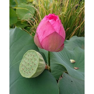                       Lotus Flower Seeds                                              