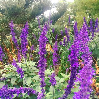                       Lupine Flower Seeds Perfect Purple Bicolour Seeds                                              