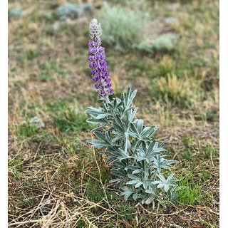                       Rare Lupine Flower Seeds Best Quality Seeds - Pack of 50                                              