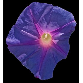                       Morning Glory Blue Color Best Quality Seeds - 25 Seeds Pack                                              