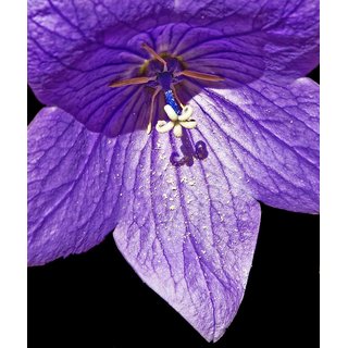                       Exotic Purple Morning Glory Hybrid Seeds Pack of 50                                              