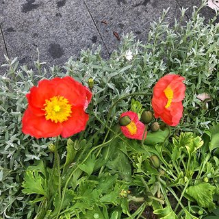                       Red Poppy Flower Seeds Beautiful Flower Plant Seeds                                              