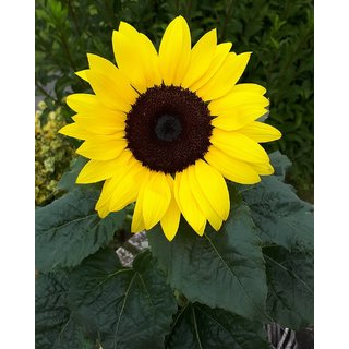                       Yellow Sunflower F1 Hybrid Flower Seeds - 25 Per Pack                                              