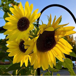                       Sunflower Premium Quality Seeds Pack of 30                                              