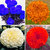 Mix Colour Imported Marigold Flower Seeds