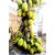 Plant House Plastic Live All Season Jack Fruit SINDOORA VARIKKA Variety Jackfruit Live Plant With Pot