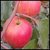 Plant House Live Red Apple Ber Fruit Plant With Pot - Healthy Plant