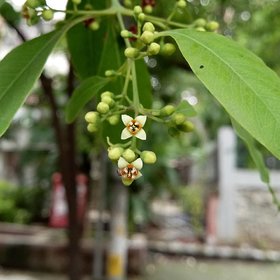 Best Quality Chandan Tree Plant Seeds Pack Of 20