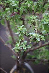 Shyama Tulsi Seeds