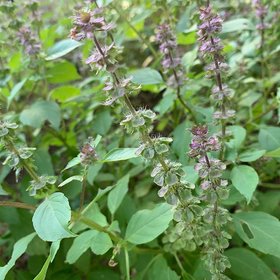 Tulsi Seeds