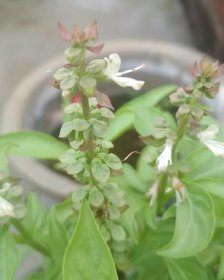 Imported Holy Basil(Tulsi) Seeds - 100 seeds