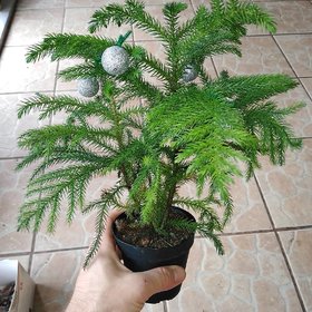 Bonsai Pine Tree Seeds Pack of 10