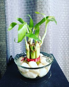 Bonsai Sweet Bamboo Plant Best Quality Seeds