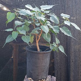 Ficus Religiosa Best Quality Peepal Plant Seeds