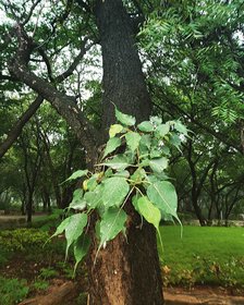 Ficus Religiosa Bonsai Seeds For Indoor Pack of 500 Seeds