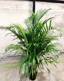Areca Palm Air Purification Indoor Tree Seeds PACK Of 10