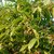 Chandan Tree Plant F1 Hybrid Seeds