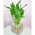Sweet Bamboo Plant Seeds - 50 Seeds