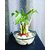 Bonsai Sweet Bamboo Plant Best Quality Seeds