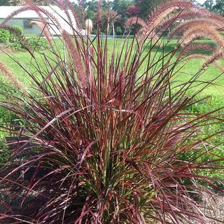 Buy Plant House Live Dark Purple Fountain Grass Plant, Pennisetum 