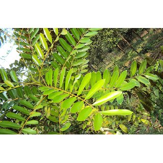                      Kapebonavista simarouba glauca 4 years plant                                              