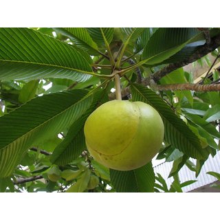                       Dillenia Indica Three Year Plant Elephant Apple                                              