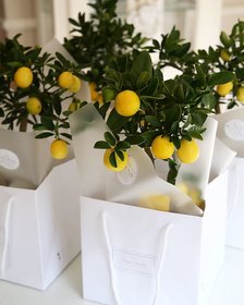 Flare Seeds Organic Fresh Lemon Imported 20 Seeds Pack