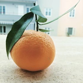 Dwarf Orange Tree Hybrid 50 Seeds