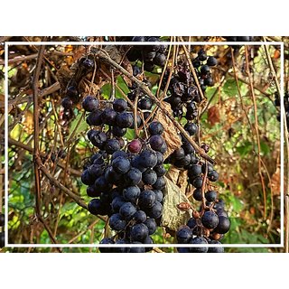 Flare Seeds Bonsai Black Grapes Imported 15 Seeds Pack