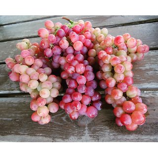 Buy Red Grapes Exotic Plant Fruit Seeds Home Kitchen Garden Indoor Plant Seeds 20 Seeds Online Get 79 Off