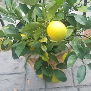 Yellow Lemon Imported Seeds -Pack of 10