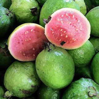                       Exotic Red Malaysian Guava 50 Hybrid Seeds                                              