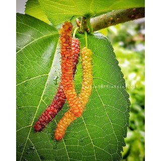                       Sehtoot Long Fruit Tree Seeds - 50 Seeds Pack                                              