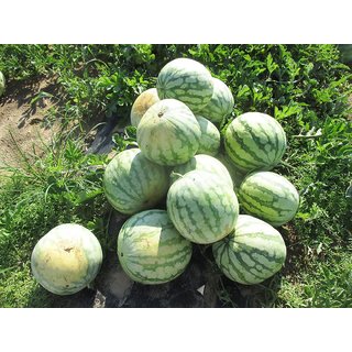                       Flare Seeds Watermelon Hybrid Best Quality Seeds - 10 Pc                                              