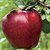 Flare Seeds Exotic Dwarf Apple Fruits Seeds Pack Of 10