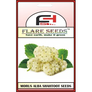                       MULBERRY SEEDS - 100 Seeds Pack                                              