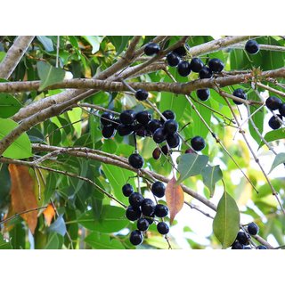                       syzygium cumini six month plant, jamun,                                              