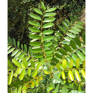                       Kapebonavista simarouba glauca three year plant                                              